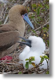 babies, birds, boobies, ecuador, equator, footed, footed boobies, galapagos islands, latin america, red, vertical, photograph