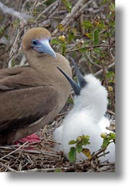 babies, birds, boobies, ecuador, equator, footed, footed boobies, galapagos islands, latin america, red, vertical, photograph