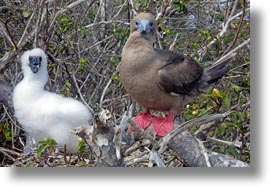 babies, birds, boobies, ecuador, equator, footed, footed boobies, galapagos islands, horizontal, latin america, red, photograph