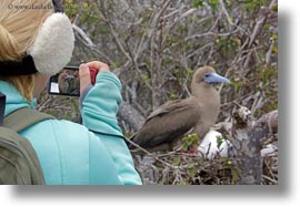 birds, boobies, cameras, ecuador, equator, footed, footed boobies, galapagos islands, girls, horizontal, latin america, red, photograph