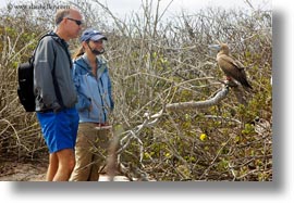 birds, boobies, couples, ecuador, equator, footed, footed boobies, galapagos islands, horizontal, latin america, red, photograph