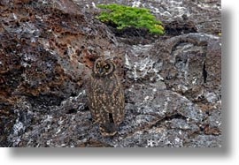 birds, eared, ecuador, equator, galapagos islands, horizontal, latin america, owls, short eared owl, shorts, photograph