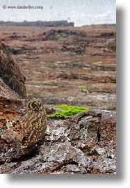 birds, eared, ecuador, equator, galapagos islands, latin america, owls, short eared owl, shorts, vertical, photograph