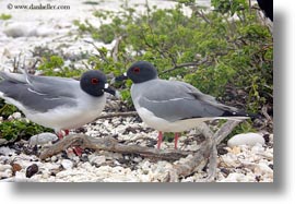 birds, ecuador, equator, galapagos islands, gull, horizontal, latin america, swallow, tailed, tailed gull, photograph