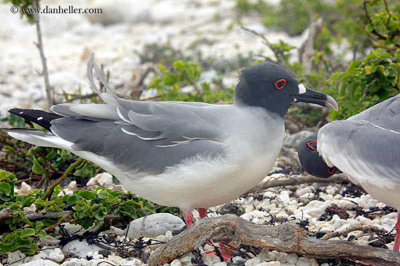 swallow-tailed-gull-04.jpg