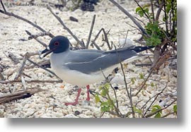 birds, ecuador, equator, galapagos islands, gull, horizontal, latin america, swallow, tailed, tailed gull, photograph