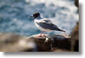 birds, ecuador, equator, galapagos islands, gull, horizontal, latin america, swallow, tailed, tailed gull, photograph