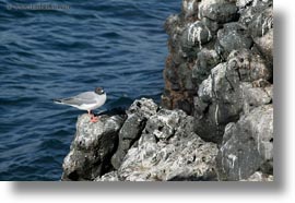 birds, ecuador, equator, galapagos islands, gull, horizontal, latin america, swallow, tailed, tailed gull, photograph