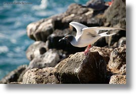 birds, ecuador, equator, galapagos islands, gull, horizontal, latin america, swallow, tailed, tailed gull, photograph