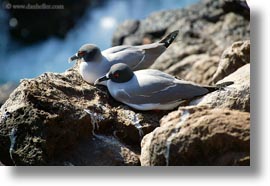 birds, ecuador, equator, galapagos islands, gull, horizontal, latin america, swallow, tailed, tailed gull, photograph