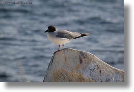 birds, ecuador, equator, galapagos islands, gull, horizontal, latin america, swallow, tailed, tailed gull, photograph