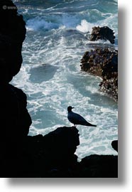 birds, ecuador, equator, galapagos islands, gull, latin america, silhouettes, swallow, tailed, tailed gull, vertical, photograph