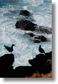 birds, ecuador, equator, galapagos islands, gull, latin america, silhouettes, swallow, tailed, tailed gull, vertical, photograph