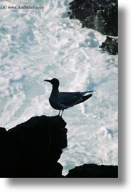 birds, ecuador, equator, galapagos islands, gull, latin america, silhouettes, swallow, tailed, tailed gull, vertical, photograph