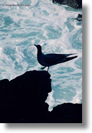 birds, ecuador, equator, galapagos islands, gull, latin america, silhouettes, swallow, tailed, tailed gull, vertical, photograph