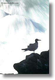 birds, ecuador, equator, galapagos islands, gull, latin america, silhouettes, swallow, tailed, tailed gull, vertical, photograph