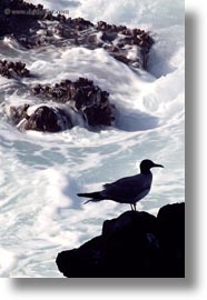 birds, ecuador, equator, galapagos islands, gull, latin america, silhouettes, swallow, tailed, tailed gull, vertical, photograph