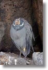 birds, crowned, ecuador, equator, galapagos islands, heron, latin america, nite, vertical, yellow, yellow crowned night herron, photograph