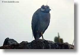 birds, crowned, ecuador, equator, galapagos islands, heron, horizontal, latin america, nite, yellow, yellow crowned night herron, photograph