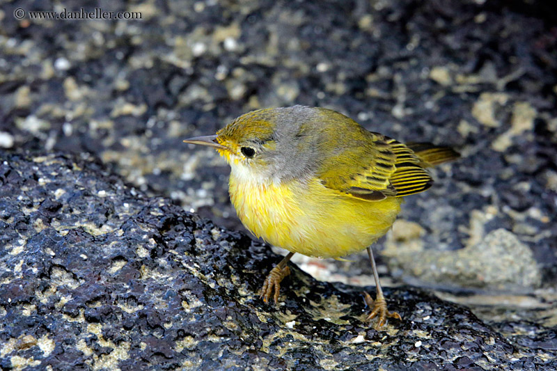 yellow-warbler-female-02.jpg