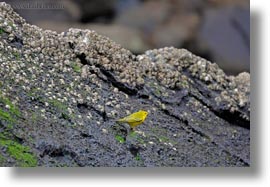 birds, ecuador, equator, galapagos islands, horizontal, latin america, male, warbler, yellow, yellow warbler, photograph