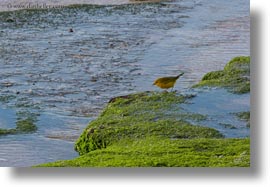 birds, ecuador, equator, galapagos islands, horizontal, latin america, male, warbler, yellow, yellow warbler, photograph