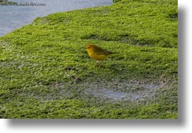 birds, ecuador, equator, galapagos islands, horizontal, latin america, male, warbler, yellow, yellow warbler, photograph