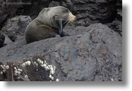 ecuador, equator, fur, fur seal, galapagos islands, horizontal, latin america, rocks, seal, photograph