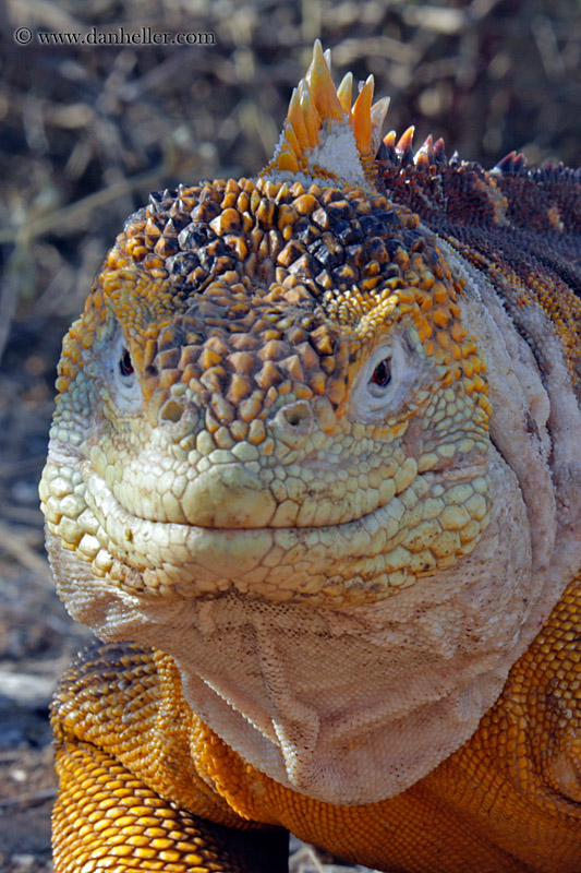 land-iguana-10.jpg