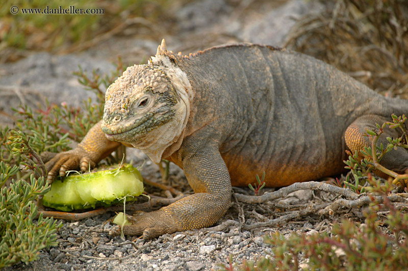 land-iguana-eating-03.jpg