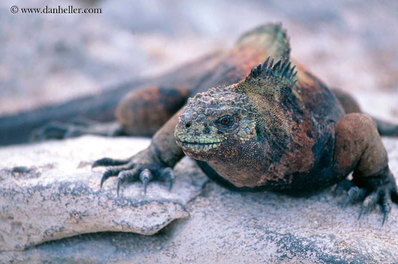colorful-marine-iguana-01.jpg