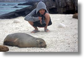 asian, cameras, ecuador, equator, galapagos islands, groups, horizontal, latin america, natural habitat, people, photographers, sea lions, tony, tourists, photograph