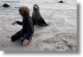 beaches, ecuador, equator, galapagos islands, horizontal, jacks, latin america, natural habitat, ocean, people, sand, sea lions, tourists, wetsuit, photograph