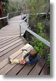 ecuador, equator, galapagos islands, jacks, latin america, miscellaneous, natural habitat, people, planks, tourists, vertical, walkway, woods, photograph