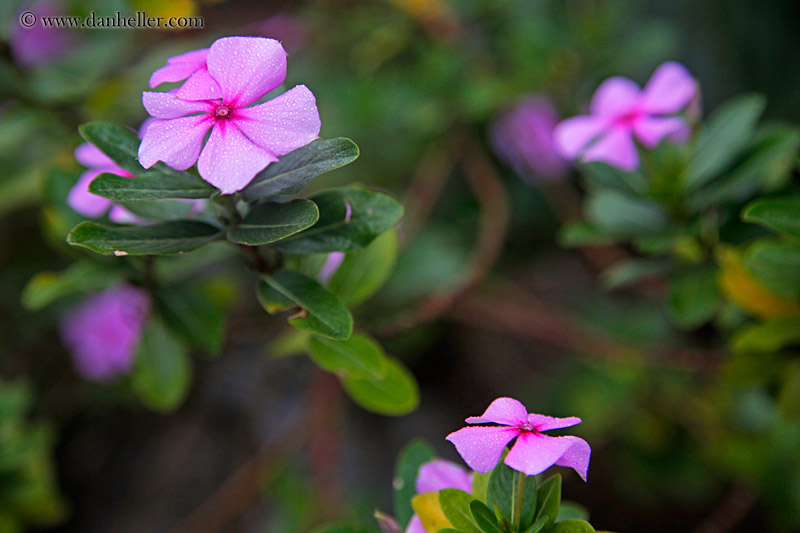 impatiens-flower-01.jpg