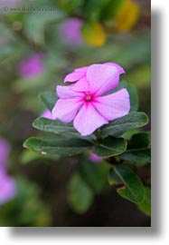 ecuador, equator, flowers, galapagos islands, impatiens, latin america, plants, vertical, photograph