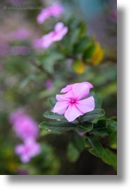 ecuador, equator, flowers, galapagos islands, impatiens, latin america, plants, vertical, photograph