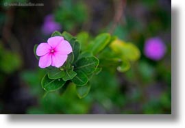 ecuador, equator, flowers, galapagos islands, horizontal, impatiens, latin america, plants, photograph