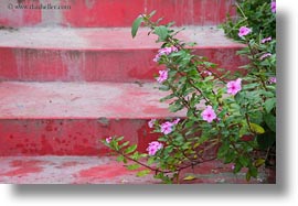 ecuador, equator, flowers, galapagos islands, horizontal, impatiens, latin america, plants, photograph