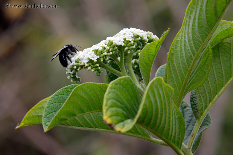 bee-on-flowers-01.jpg