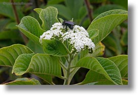 bees, ecuador, equator, flowers, galapagos islands, horizontal, latin america, miscellaneous, plants, photograph