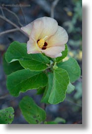 cotton, ecuador, equator, flowers, galapagos islands, latin america, miscellaneous, plants, vertical, photograph