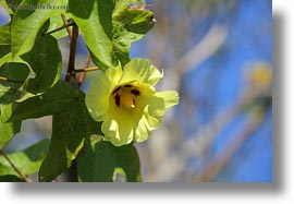 cotton, ecuador, equator, galapagos, galapagos islands, horizontal, latin america, miscellaneous, plants, photograph