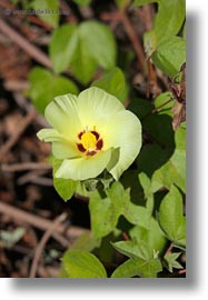 cotton, ecuador, equator, galapagos, galapagos islands, latin america, miscellaneous, plants, vertical, photograph