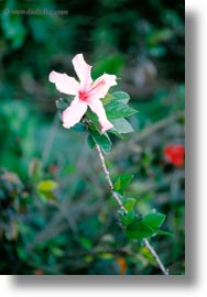 images/LatinAmerica/Ecuador/GalapagosIslands/Plants/Miscellaneous/hibiscus-01.jpg