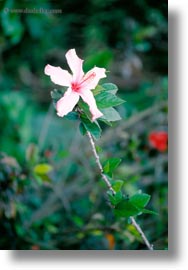 ecuador, equator, galapagos islands, hibiscus, latin america, miscellaneous, plants, vertical, photograph