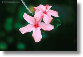 ecuador, equator, galapagos islands, hibiscus, horizontal, latin america, miscellaneous, plants, photograph