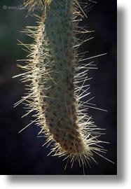 images/LatinAmerica/Ecuador/GalapagosIslands/Plants/Miscellaneous/opuntia-cactus-04.jpg