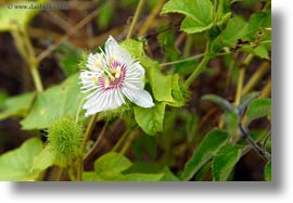 ecuador, equator, galapagos islands, horizontal, latin america, miscellaneous, passionfruit, plants, photograph