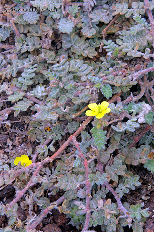puncture-weed-01.jpg